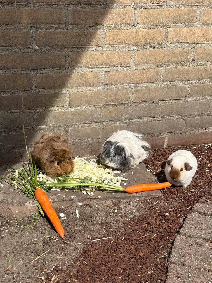 VERWACHT : baby cavia’s, Dieren en Toebehoren, Knaagdieren, Meerdere dieren, Cavia, Januari