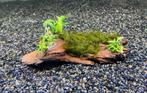 Driftwood met Bucephalandra en Fissidens Fontanus, Ophalen of Verzenden, Nieuw, Plant(en), Steen of Hout
