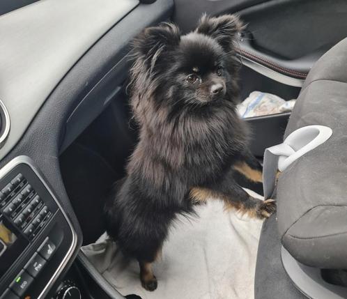 Raszuivere Pomeranian pups verwacht eind september, Dieren en Toebehoren, Honden | Chihuahua's en Gezelschapshonden, Meerdere dieren