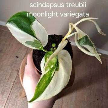 Scindapsus Treubii Moonlight Variegata  beschikbaar voor biedingen