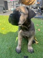 Cane corso pup, 8 tot 15 weken, Bulldog, Meerdere dieren, Eén hond