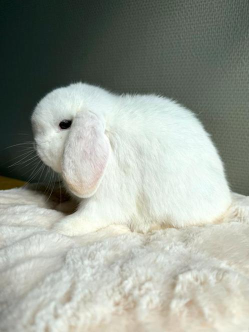 Knuffelhuisje gezocht voor knap minilop rammetje, Dieren en Toebehoren, Konijnen, Dwerg, Mannelijk