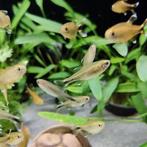 Hasemania nana, Dieren en Toebehoren, Vis