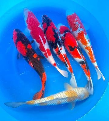 koi, Nosai verschillende Japanse koi kwekers  JUMBO NISAI beschikbaar voor biedingen