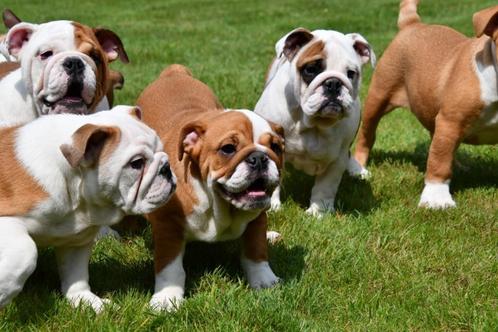 Engelse Bulldog pups te koop, Dieren en Toebehoren, Honden | Bulldogs, Pinschers en Molossers, Meerdere dieren, Bulldog, Fokker | Professioneel