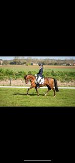 Knap,lief en nuchter, Dieren en Toebehoren, Pony's, Z, Ruin, Dressuurpony, C pony (1.27m tot 1.37m)