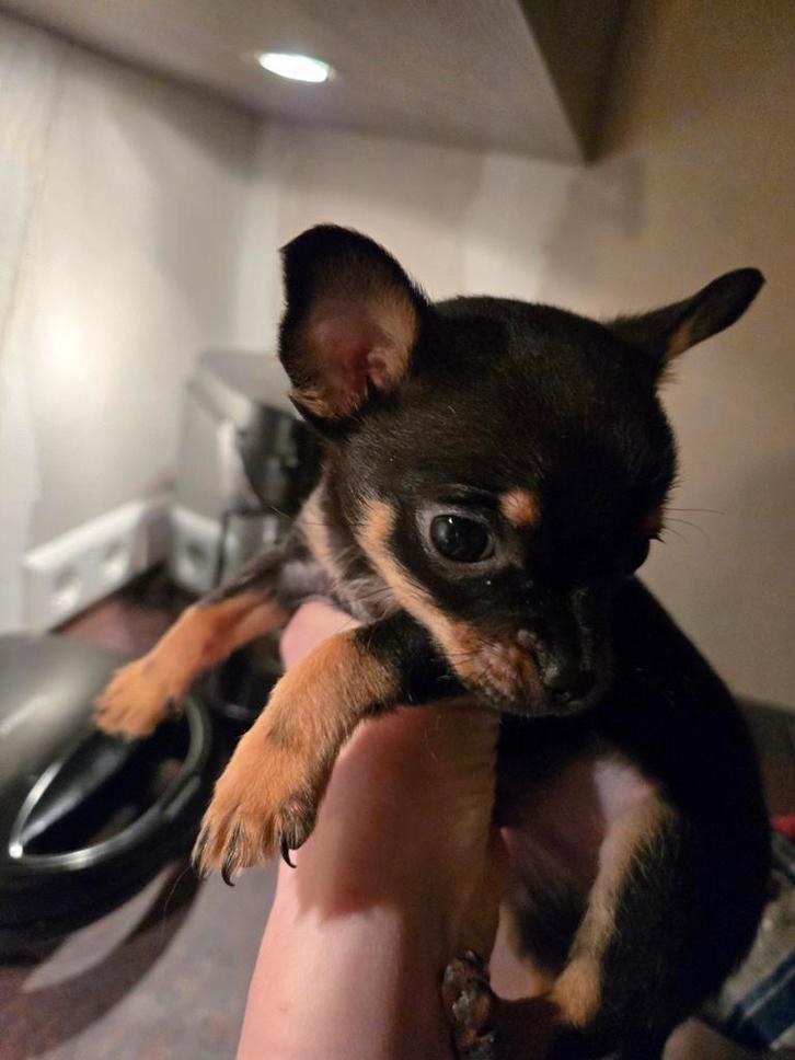 Chihuahua pup black and tan ! Nog 1 reutje beschikbaar!, Dieren en Toebehoren, Honden | Chihuahua's en Gezelschapshonden, Reu