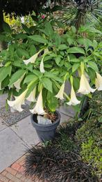 Datura trompetplant, Volle zon, Vaste plant, Zomer, Ophalen