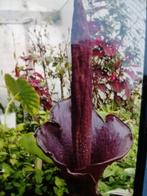 Amorphallus konjac, Overige soorten, Vaste plant, Ophalen of Verzenden, Halfschaduw