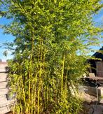 Diverse bamboe, >3 m hoog, Tuin en Terras, Planten | Bomen, Ophalen, Bloeit niet, Halfschaduw, Overige soorten