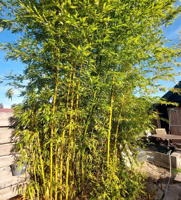 Diverse bamboe, >3 m hoog, Tuin en Terras, Planten | Bomen, Overige soorten, 250 tot 400 cm, Halfschaduw, Bloeit niet, Ophalen