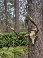 Stoer Ruig Edelhert Gewei Jacht Mancave Overkapping b49, Ophalen, Hert, Gewei of Kop