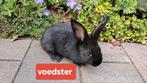 3 jonge aanhankelijke voedsters, zwart , middelgroot, Dieren en Toebehoren, Konijnen, Vrouwelijk, Middelgroot, 0 tot 2 jaar