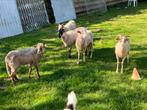 Heideschaap ooien, Dieren en Toebehoren, Schapen, Geiten en Varkens, Vrouwelijk, Schaap, 0 tot 2 jaar