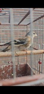 bastarden parva x kanarie, Dieren en Toebehoren, Vogels | Overige Vogels, Mannelijk, Wildzangvogel