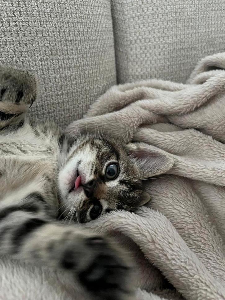 Lief speels kitten zoekt een warm thuis, Dieren en Toebehoren, Katten en Kittens | Overige Katten, Kortharig, Kater, 0 tot 2 jaar