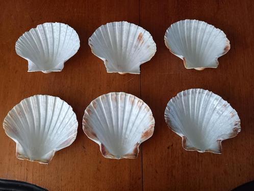 6 serveer schelpen, Antiek en Kunst, Antiek | Schalen, Ophalen of Verzenden