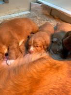 Nova scotia duck tolling retriever pups met RvB stamboom, CDV (hondenziekte), 8 tot 15 weken, Meerdere, Nederland