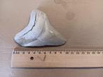 Megalodon Lee creek haai haaientand fossiel, Verzenden, Fossiel