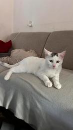 Lieve knuffel kat, Dieren en Toebehoren, Kater