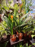Clivia (Sint Jozefbloem), Overige soorten, In pot, Minder dan 100 cm, Bloeiende kamerplant