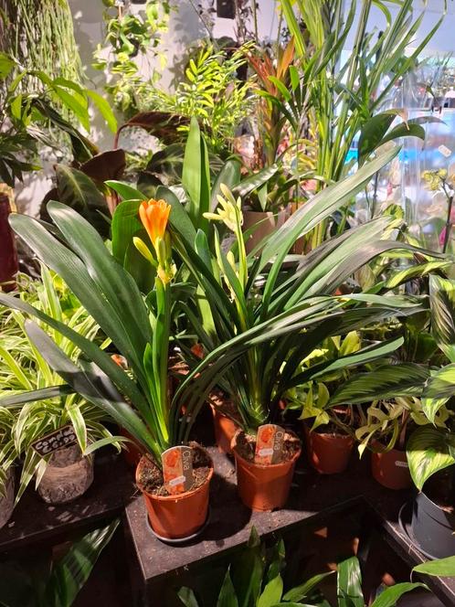 Clivia (Sint Jozefbloem), Huis en Inrichting, Kamerplanten, Overige soorten, Minder dan 100 cm, Bloeiende kamerplant, Halfschaduw