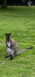 Bennett wallaby jonge man, Dieren en Toebehoren, Overige Dieren, Mei, Mannelijk