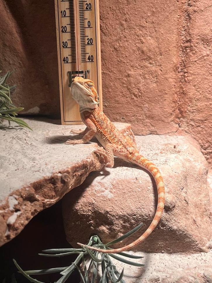 Jonge Baardagaam met terrarium en toebehoren!