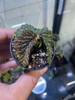Begonia sp Yamor, Ophalen of Verzenden, Overige soorten, Minder dan 100 cm