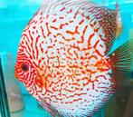 Discus Pigeonblood Checkerboard ca 6 cm - siner - Koidreams, Dieren en Toebehoren, Vis, Zoetwatervis