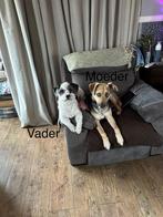 Puppys lees beschrijving goed     herder gekruist met boomer, Dieren en Toebehoren, Honden | Herdershonden en Veedrijvers, Overige rassen