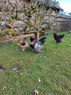 Broedeieren grote brahma's, Ophalen, Overige typen