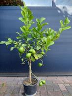 Citrus Lemon / Citrus Limon - Citroenboom H: 125 cm., Ophalen, Volle zon, Citroenboom, 100 tot 250 cm
