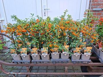 Mooie pyracantha's (vuurdoorn) in pot! beschikbaar voor biedingen