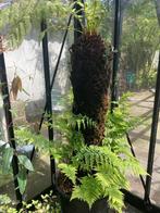 Boomvaren Dicksonia Antarctica, Tuin en Terras, Planten | Bomen, Minder dan 100 cm, Zomer, Overige soorten, Volle zon