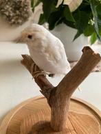 Witte kanarie opgezet, Antiek en Kunst, Ophalen of Verzenden