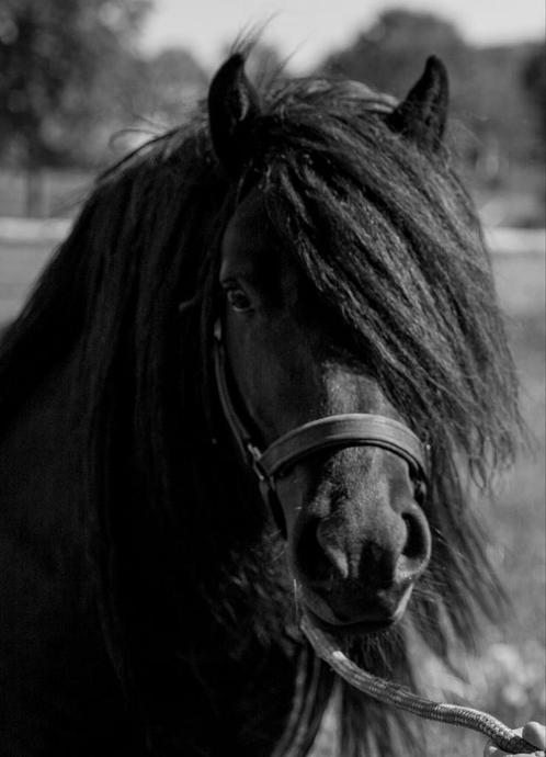 Ter dekking aangeboden. Zeer mooie fell pony hengst., Dieren en Toebehoren, Paarden en Pony's | Dekhengsten en Fokmerries, Hengst