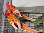 Diverse vogels aangeboden, Dieren en Toebehoren, Vogels | Parkieten en Papegaaien, Meerdere dieren, Parkiet, Tam