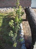 struiken Esdoorn Acer Campestre, Ophalen, Esdoorn, Struik, Minder dan 100 cm