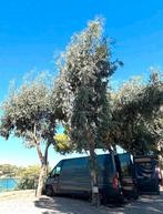 Fiat Ducato Camper Bus L2H2 Euro5 131PK 2.3L Incl.  Stalling, Fiat, Particulier, Fiat, Achteruitrijcamera