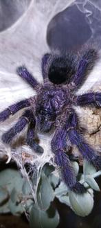 Vogelspinnen : Caribena versicolor, brachypelma, Poecilother, Spin of Schorpioen