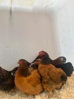 Prachtige mooie wyandotte krielen, Dieren en Toebehoren, Kip
