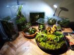 Diverse vaas terrarium en mos schaal, Huis en Inrichting, Kamerplanten, Overige soorten, Minder dan 100 cm, Halfschaduw, In pot
