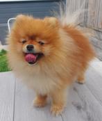 Pomeranian dekreu, Dieren en Toebehoren, Particulier, Rabiës (hondsdolheid), Buitenland, 1 tot 2 jaar