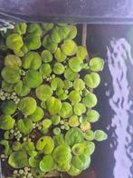 Verschillende Aquarium planten, Dieren en Toebehoren, Ophalen, Zo goed als nieuw, Plant(en), Steen of Hout