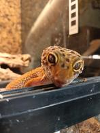 Luipaardgekko (vrouw), Dieren en Toebehoren, Hagedis, Tam, 11 jaar of ouder