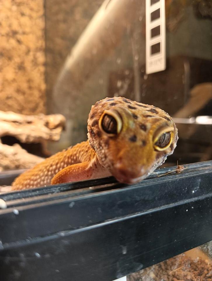 Luipaardgekko (vrouw)