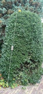 Gratis Hulst, Ophalen, Hulst, Haag, 100 tot 250 cm
