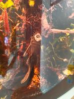 Juwel Vision 180 aquarium + kast + CO₂-set + vissen, Dieren en Toebehoren, Vissen | Aquaria en Toebehoren, Ophalen, Gevuld zoetwateraquarium