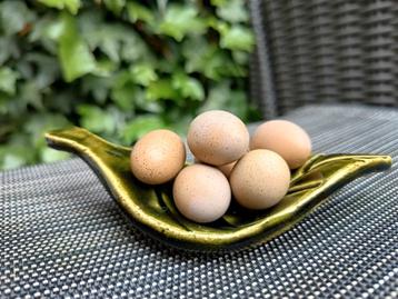 Chinese dwerkwartel broedeieren  beschikbaar voor biedingen